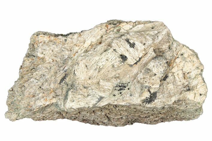 Dinosaur (Triceratops) Frill Shield Section - Montana #323842